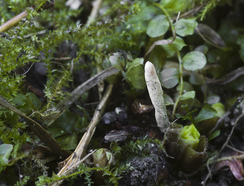 Xylaria oxyacanthae